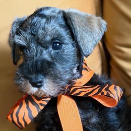 Roxy Classic AKC Ready today Vet checked - Salt and pepper female Miniature Schnauzer puppy in Temple, Texas from Schnauzers Of Taylor