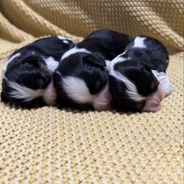 AKC- Tri Girl 3 - Tri-color female Cavalier King Charles Spaniel puppy in Raymondville, Missouri from Puppy PlayPen