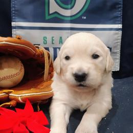 Red collar girl - Light golden female Golden Retriever puppy in Rochester, Washington from Grand Mound Goldens