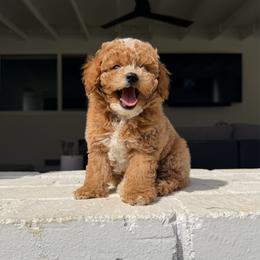 Christopher - Apricot male Assorted Doodle Crosses puppy in Marysville, California from Dailey Doodles and Dachshunds