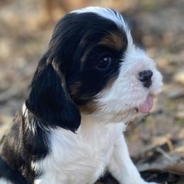 Aussiedoodles, Cavalier King Charles Spaniels, and Cavapoos from Shelby Paws