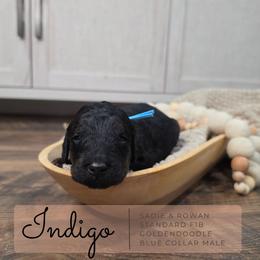 Blue - Black male Goldendoodle puppy in West Chester, Ohio from Doodles of West Chester