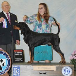 Axe - Black and Tan Coonhound