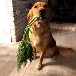"hold command on a carrot" Golden Retriever All Grown Up from Golden Acres LLC