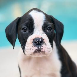 Dolly - Brindle female Boxer puppy in Georgia from Stephanie’s Boxers