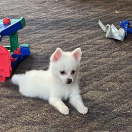 Suckers - White female Pomsky puppy in Barryton, Michigan from JHS Pomsky