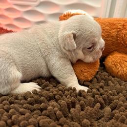 Mounds - Tricolors female French Bulldog puppy in Boyne City, Michigan from Gichigami French Bulldogs