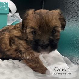 Orion - Gold male Morkie puppy in Scottsdale, Arizona from Lil Luxe Pups
