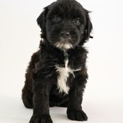 Assorted Doodle Crosses, Bernedoodle, Double Doodle, Goldendoodle, Labradoodle, and Whoodle Puppies from Our Little Farm Life Doodles