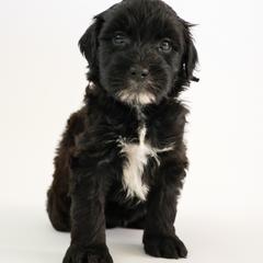 Assorted Doodle Crosses, Bernedoodle, Double Doodle, Goldendoodle, Labradoodle, and Whoodle Puppies from Our Little Farm Life Doodles
