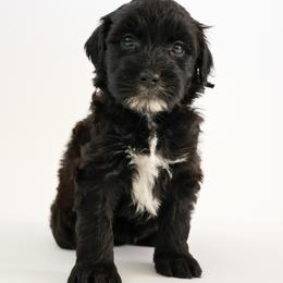 Assorted Doodle Crosses, Bernedoodle, Double Doodle, Goldendoodle, Labradoodle, and Whoodle Puppies from Our Little Farm Life Doodles