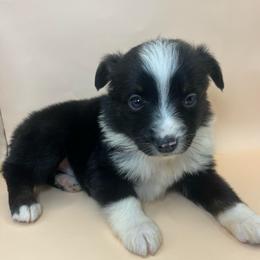 Scott - Black tri male Miniature Australian Shepherd puppy in Hokes Bluff, Alabama from Alegria Toy Aussies