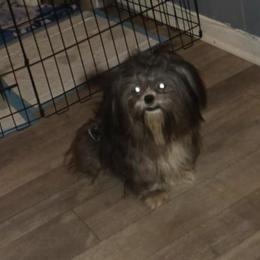 Memphis - Blue and white male Shih Tzu puppy in Birmingham, Alabama from K&D kennels