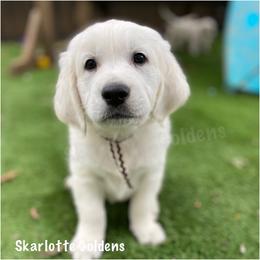 Kramer (brown) - Golden Retriever puppy from Skarlotte Goldens