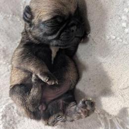 Autumn - Fawn female Pug puppy in Moorefield, West Virginia from Wratchford Farms