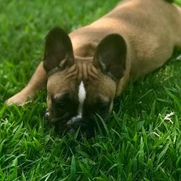 French Bulldogs from Karen's French Bulldogs