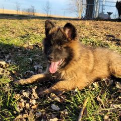 Pink Girl - Mahogany and black Belgian Tervuren puppy in Kirksville, Missouri from Katahdin Kennel Belgian Tervurens