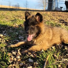Pink Girl - Mahogany and black Belgian Tervuren puppy in Kirksville, Missouri from Katahdin Kennel Belgian Tervurens