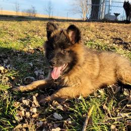 Pink Girl - Mahogany and black Belgian Tervuren puppy in Kirksville, Missouri from Katahdin Kennel Belgian Tervurens