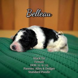 Belleau - Parti female Poodle puppy in Pink Hill, North Carolina from Boodle's Standard Poodles