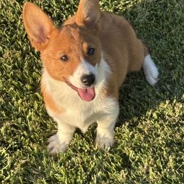 Rose - Red female Pembroke Welsh Corgi puppy in Great Bend, Kansas from Mak-N-Hay Farms