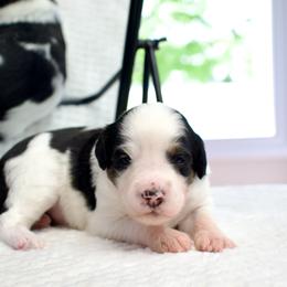 Thunderroarus - male Australian Mountain Doodle puppy in Decatur, Illinois from Signature Doodles