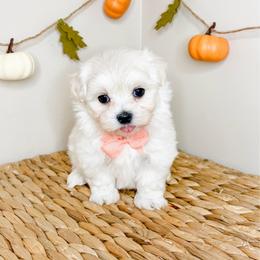 Cash - White male Maltese puppy in Morehead, Kentucky from Paw Perfect Pets