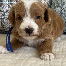 Waffles-blue - Red  male Goldendoodle puppy in Beckley, West Virginia from By Design Doodles