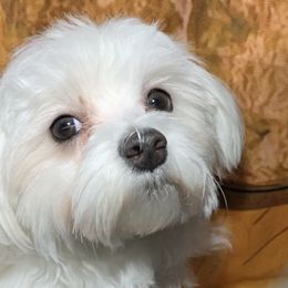 Maltese from Mountain Meadow Maltese