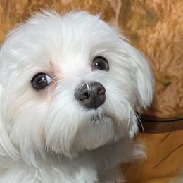 Maltese from Mountain Meadow Maltese