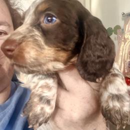 Beau - Piebald male Dachshund puppy in South Fulton, Tennessee from Stiles' Mini Doxies