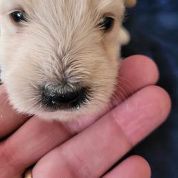 Maggie Mae - Wheaten female Scottish Terrier puppy in Carson City, Nevada from McCulley's Battle Born Scotties