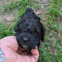 Benoit - Black and white male Cockapoo puppy in Sunset, Louisiana from Cano Cockapoos