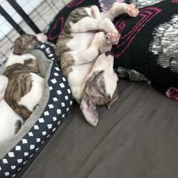 Sakura - White and fawn brindle female Whippet puppy in Winter Garden, Florida from Infinity Whippets