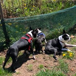 Boston Terriers from Pat 's Boston Terriers