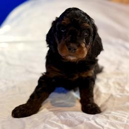 Tri Color Male 4 - Phantom male Bernedoodle puppy in Anchorage, Alaska from Cascade Country Doodles