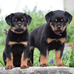 Lara - Black and mahogany female Rottweiler puppy in Catawissa, Pennsylvania from Sharp Ridge Rottweilers