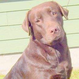 Labrador Retrievers from Sampson Labrador Retrievers