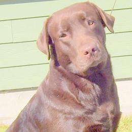 Labrador Retrievers from Sampson Labrador Retrievers