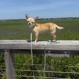 Enana - Chihuahua