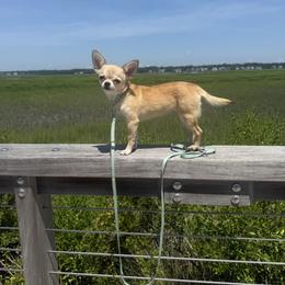 Enana - Chihuahua
