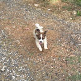 Mario - Boy 1 AKC - White and sable male Papillon puppy in Blue Ridge, Georgia from Butterfly Ridge