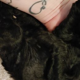 Cooper - Goldendoodle puppy in Salem, Alabama from Oddles Of Doodles