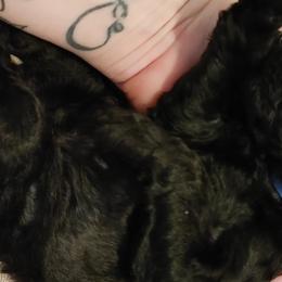Cooper - Goldendoodle puppy in Salem, Alabama from Oddles Of Doodles