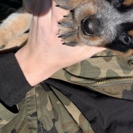 Australian Cattle Dog Puppies from Turnpike Creek Canines