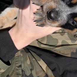 Australian Cattle Dog Puppies from Turnpike Creek Canines