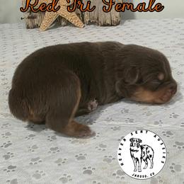 Lucy - Red tri female Miniature Australian Shepherd puppy in Jaroso, Colorado from Heaven Sent Aussies