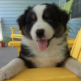 Australian Shepherds from SEK Australian Shepherds