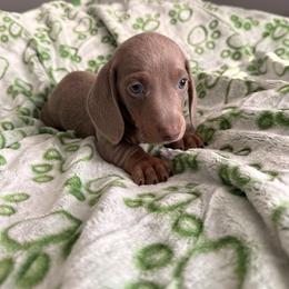 Blue boy - Fawn (isabella) and tan male Dachshund puppy in Victorville, California from Wirz’s Weens