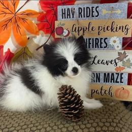 AKC Max - Black parti male Pomeranian puppy in Byron, Georgia from Tracys Pom Palace